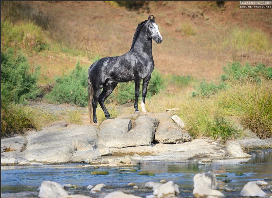 Ekaterina Druz - Equine Photography - Standing prowdly on the rock, young Marwari stallion looks like the conqueror of the world